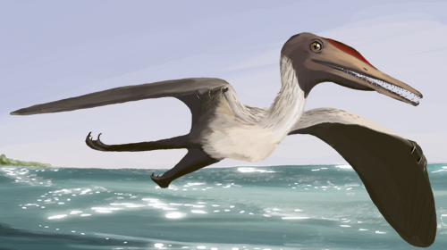 pterodactylus