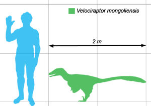 scale