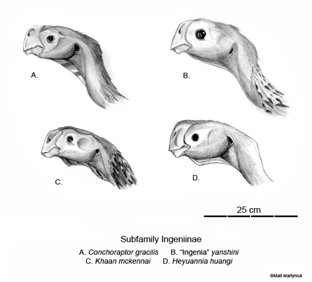 oviraptorids