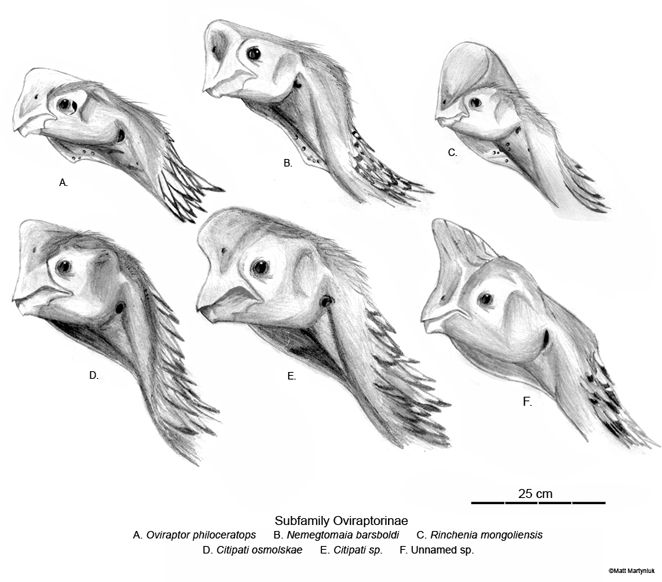 oviraptorids