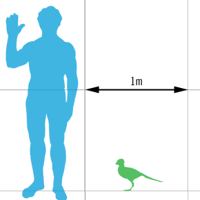 Ashdown maniraptoran scale