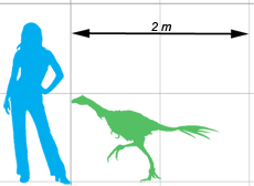 Caudipteryx scale
