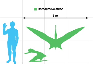 boreopterus scale
