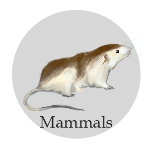mammals