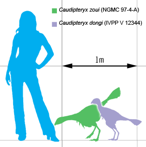 Caudipteryx scale