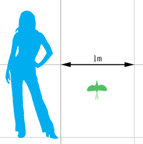 Scale diagram