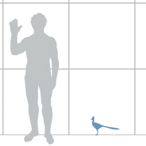 Scale diagram