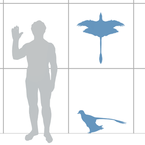 Scale diagram