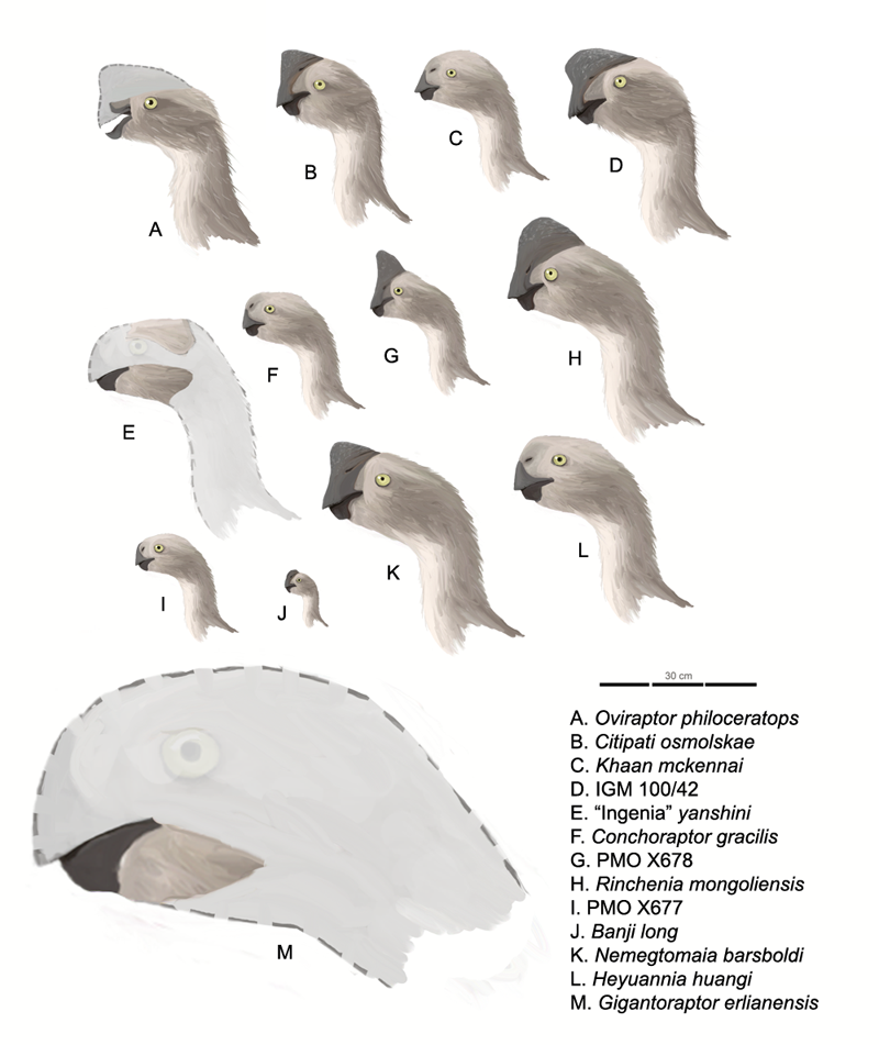 oviraptorinae