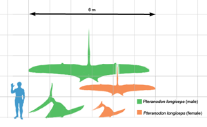 boreopterus scale