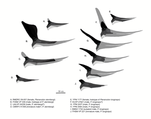 pteranodon bennett