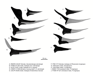 pteranodon kellner
