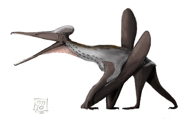 Matt Martyniuk: Pterodactylus