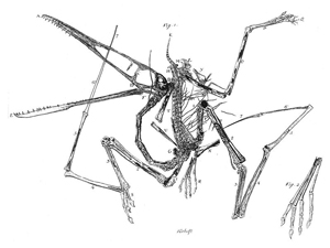 pterodactylus walking position