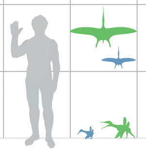 pterodactylus_scale.png