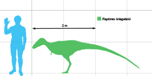 Raptorex scale