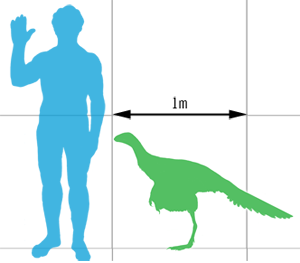 Similicaudipteryx scale
