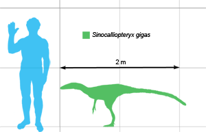 Sinocalliopteryx scale